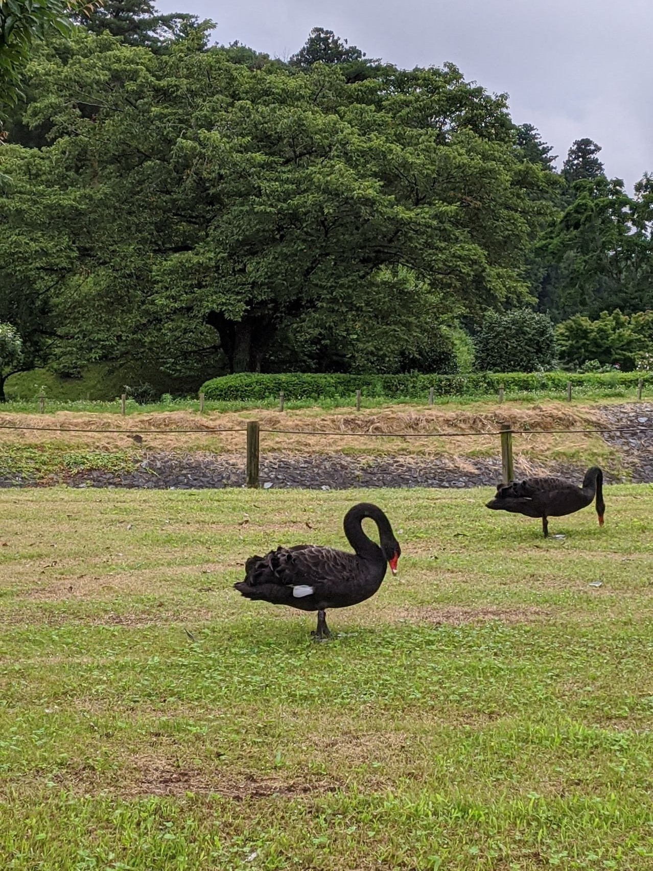 пара черных лебедей в Кайракуэн